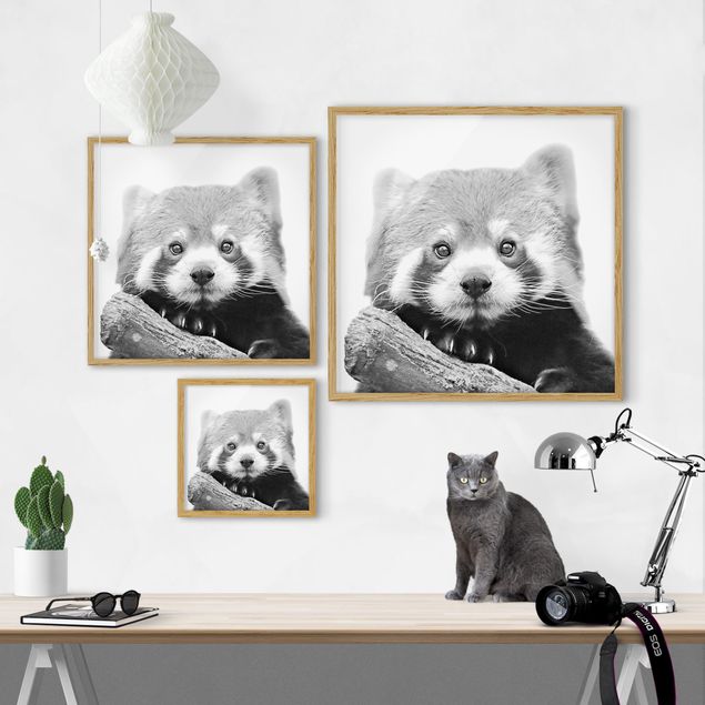 Bild mit Rahmen - Roter Panda in Schwarz-weiß - Quadrat