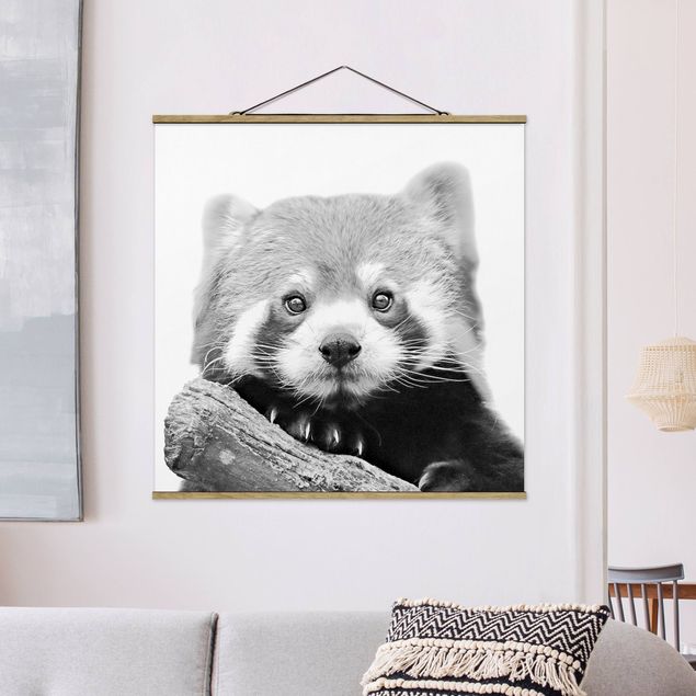 Stoffbild mit Posterleisten - Roter Panda in Schwarz-weiß - Quadrat 1:1