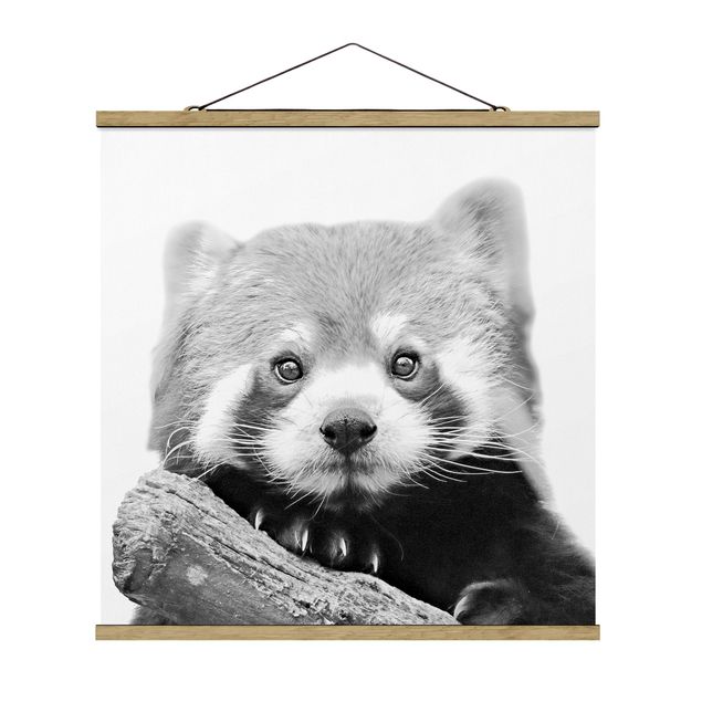 Stoffbild mit Posterleisten - Roter Panda in Schwarz-weiß - Quadrat 1:1