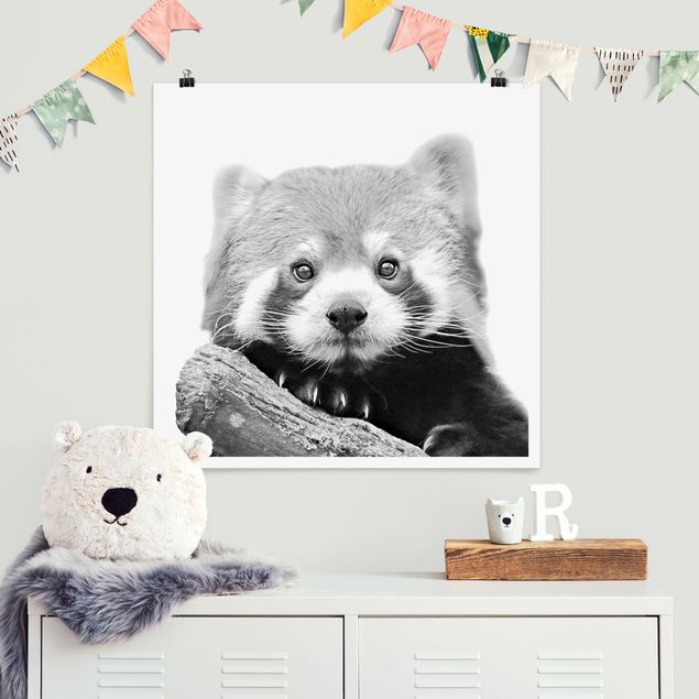 Poster - Roter Panda in Schwarz-weiß - Quadrat 1:1