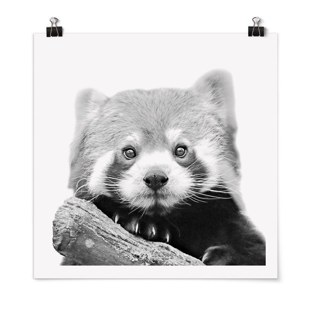 Poster - Roter Panda in Schwarz-weiß - Quadrat 1:1