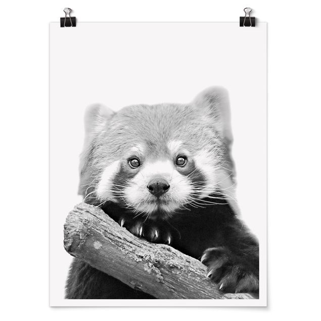 Poster - Roter Panda in Schwarz-weiß - Hochformat 3:4
