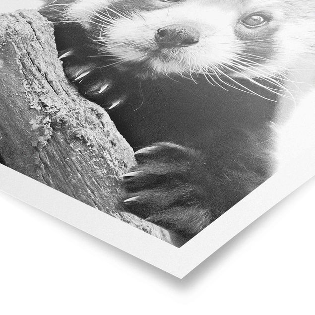 Poster - Roter Panda in Schwarz-weiß - Hochformat 3:4