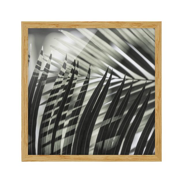 Bild mit Rahmen - Schattenspiel auf Palmenwedel - Quadrat