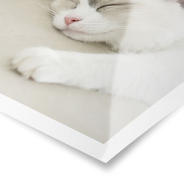 Poster - Schlafende Katze mit Rosen - Hochformat 3:4