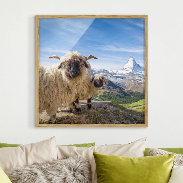 Bild mit Rahmen - Schwarznasenschafe von Zermatt - Quadrat