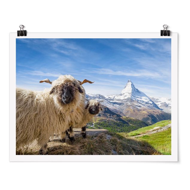 Poster - Schwarznasenschafe von Zermatt - Querformat 4:3