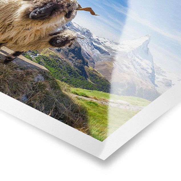 Poster - Schwarznasenschafe von Zermatt - Querformat 4:3