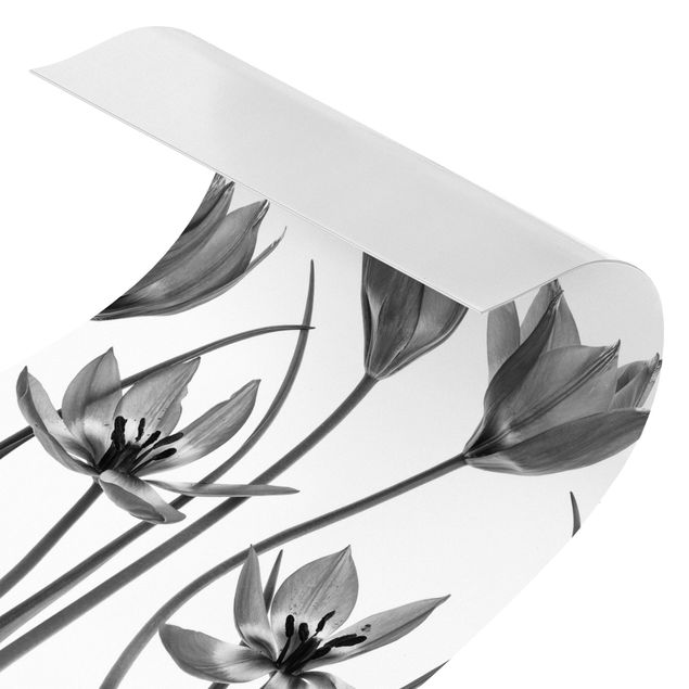 Duschrückwand - Sieben Tulpenblüten Schwarz-weiß