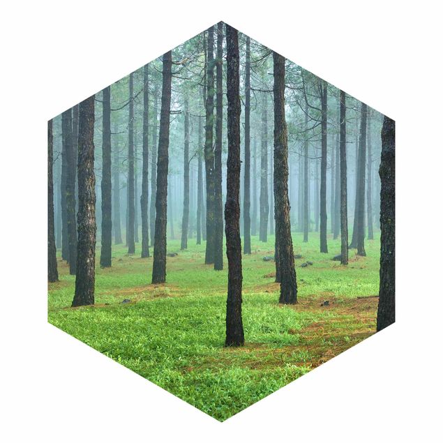 Hexagon Mustertapete selbstklebend - Tiefer Wald mit Kiefern auf La Palma