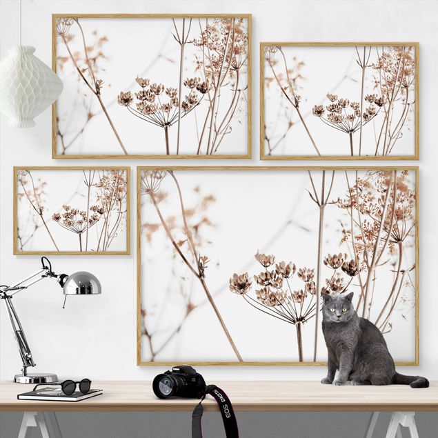 Bild mit Rahmen - Trockenblume im Lichtspiel - Querformat