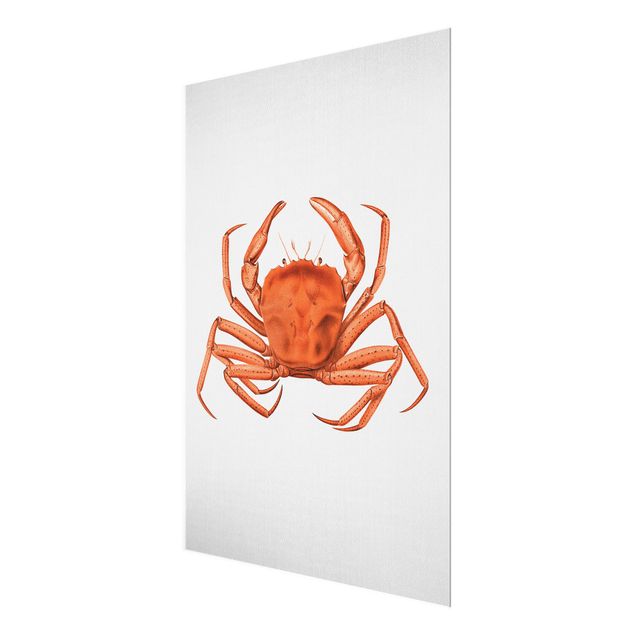 Glasbild - Vintage Illustration Rote Krabbe - Hochformat