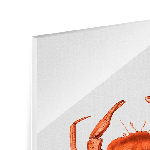 Glasbild - Vintage Illustration Rote Krabbe - Hochformat