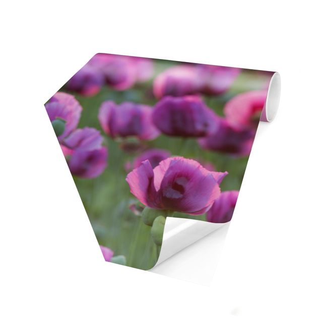 Hexagon Mustertapete selbstklebend - Violette Schlafmohn Blumenwiese im Frühling