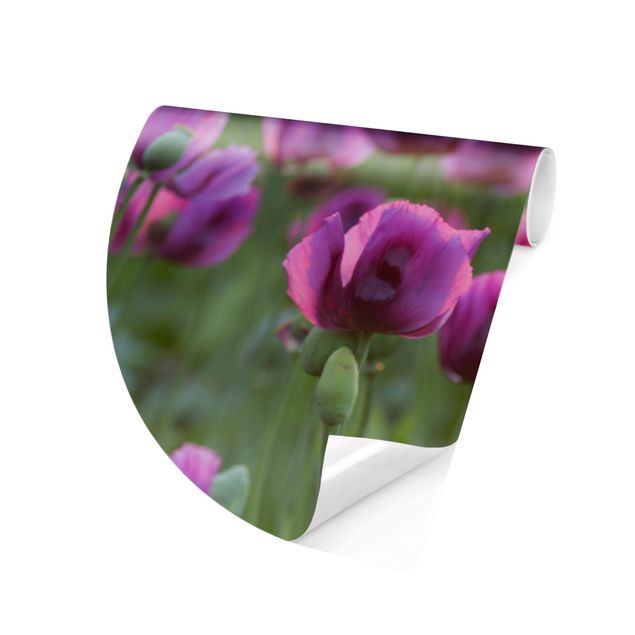 Runde Tapete selbstklebend - Violette Schlafmohn Blumenwiese im Frühling