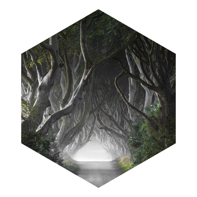 Hexagon Mustertapete selbstklebend - Wald in Nordirland