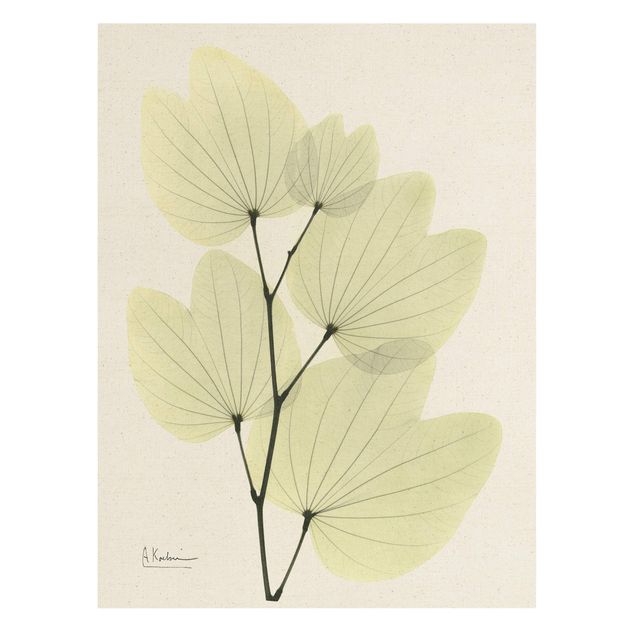 Leinwandbild Natur - X-Ray - Orchideenbaumblätter - Hochformat 3:4