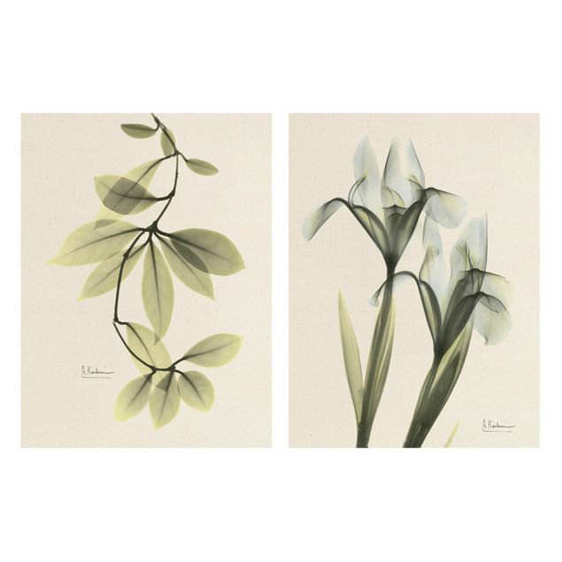 2-teiliges Leinwandbild - X-Ray - Porzellanblumenblätter & Schwertlilie