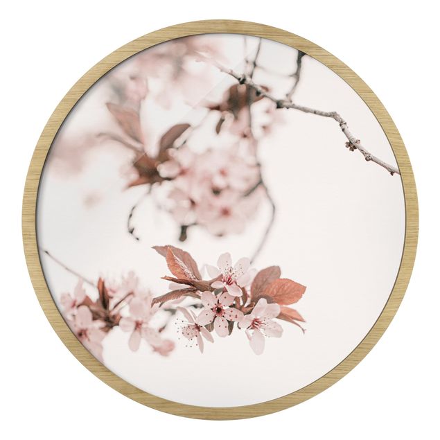 Rundes Gerahmtes Bild - Zarte Kirschblüten am Zweig