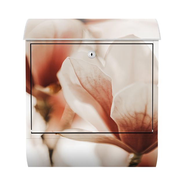 Briefkasten - Zarte Magnolienblüten im Lichtspiel
