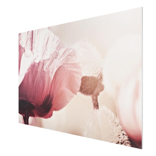 Forex Fine Art Print - Zartrosane Mohnblüte mit Wassertropfen - Querformat 3:2